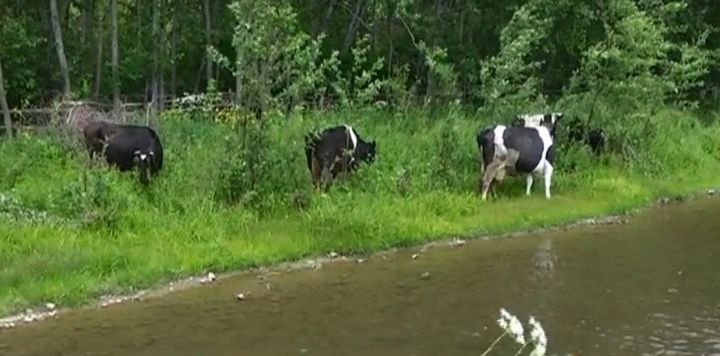 Экологи в Татарстане запретили коровам испражняться в реку