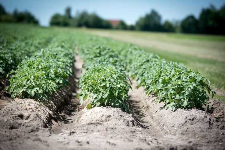Правда ли, что за растущий на участке картофель могут оштрафовать?