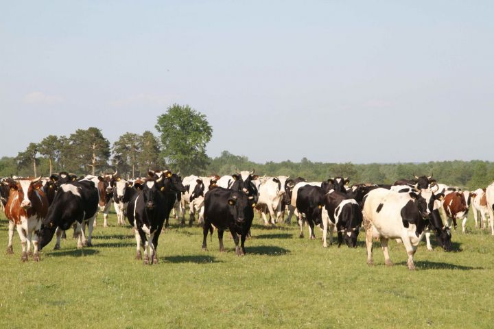 В Мензелинском районе производство молока снизилось на 900 кг