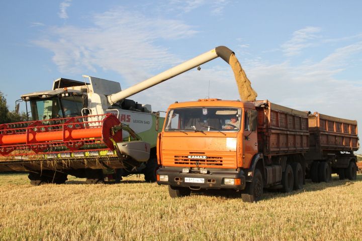 В Мензелинском районе намолочено 79653 тонн зерна