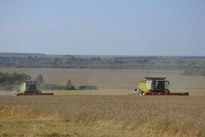 Мензелинские хлеборобы получают 31,3 центнера от 1 гектара озимой пшеницы