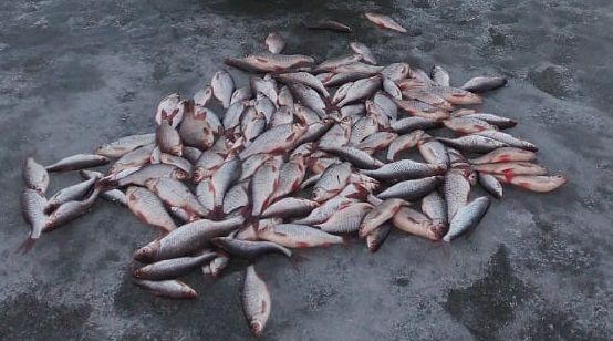 Самые свежие изменения в законе о любительском рыболовстве