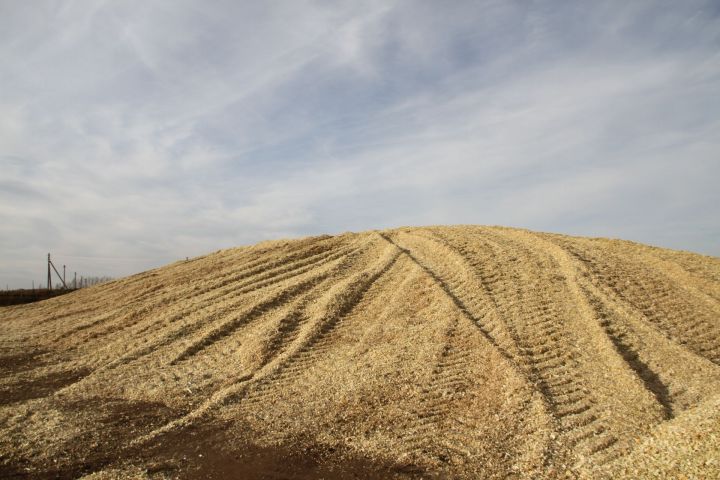 По Мензелинскому району заложено 16195 тонн кукурузной массы