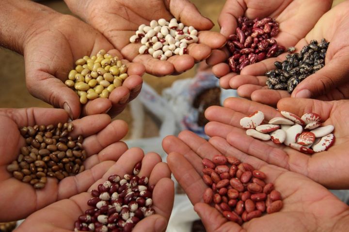 Программа «АгроСемЭксперт» поможет татарстанским аграриям найти качественные семена