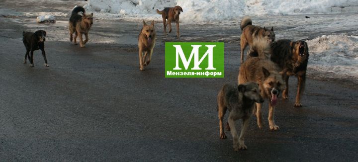 В Мензелинске будут периодично отлавливать бродячих собак