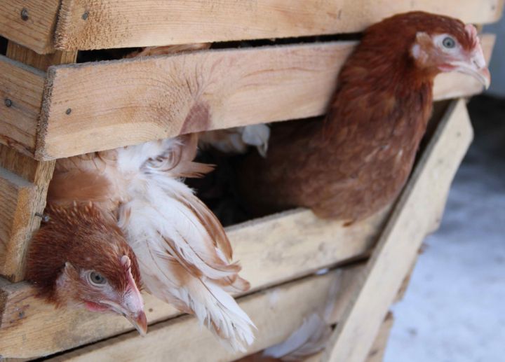 Птичий грипп: Что это за болезнь и что делать владельцам птиц, чтобы уберечь своих пернатых?