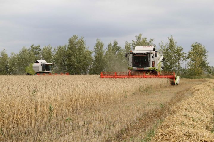 В субботу мензелинские комбайнеры обмолотили около 1000 гектаров зерновых
