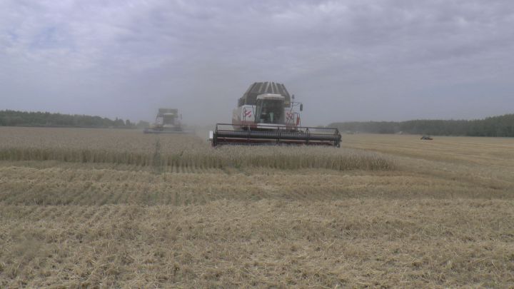 Хлеборобы района собрали около 160 тысяч тонн зерна