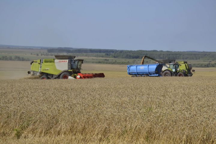 Аграрии Мензелинского района собрали 107 тысяч тонн зерна