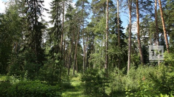 На сохранение лесов Татарстана выделят почти 200 млн рублей