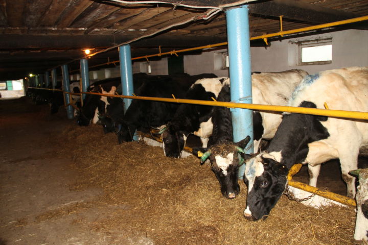 Мензелинский район в первой десятке по среднему надою молока на одну корову