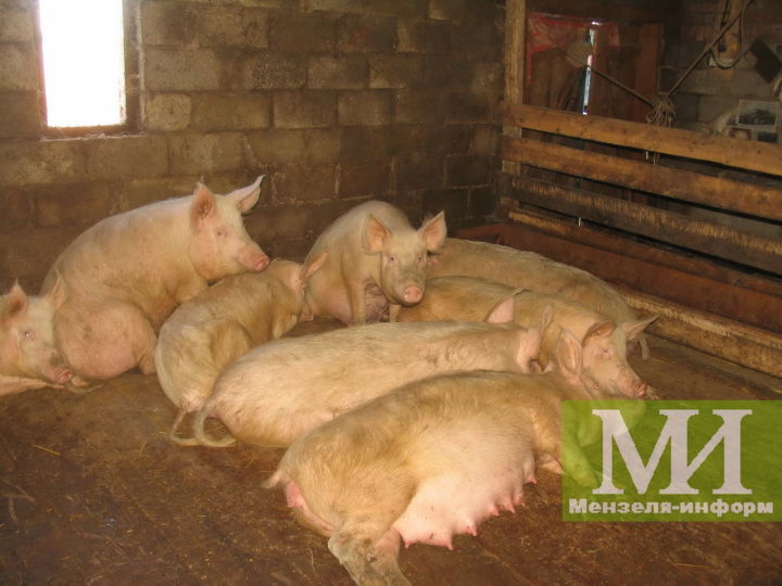 Мензелинский район попал во вторую угрожаемую зону в связи с возникновением африканской чумы свиней