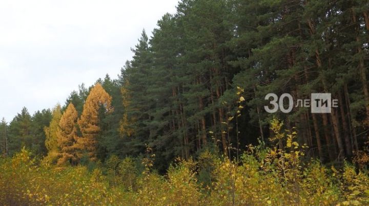 В Татарстане восстановили более 2,5 тыс. гектаров леса по национальному проекту «Экология»