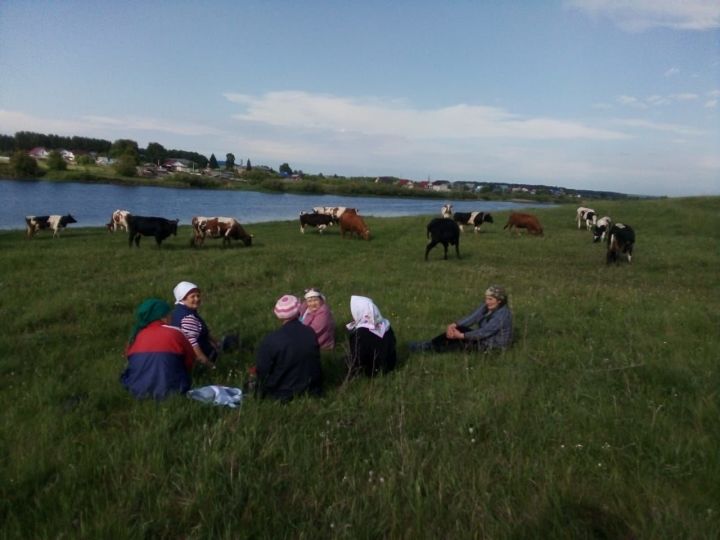 В деревне Коноваловка крупный рогатый скот выгоняют на пастбище