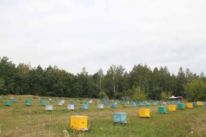 Только 72 пчеловода имеют право на защиту своих прав