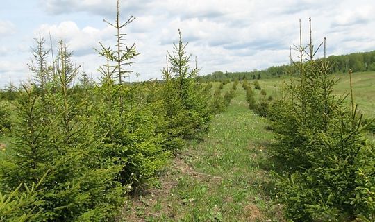 В республике на 2480 гектарах ведутся работы по естественному лесовосстановлению