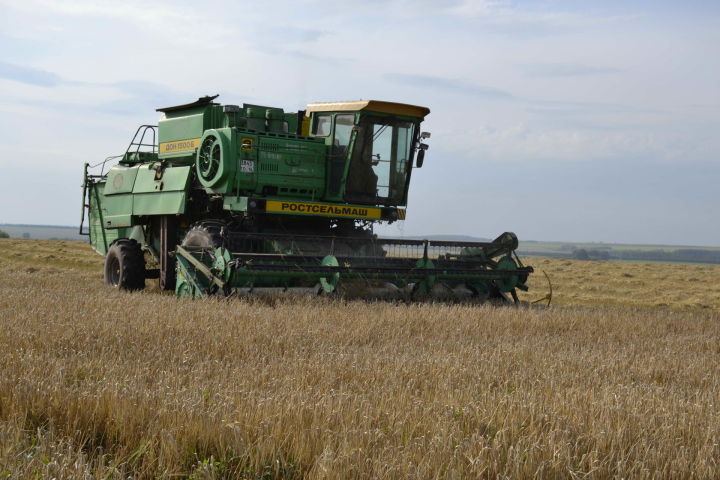 На полях «Мензелинских зорь» озимая пшеница дает урожай более 61 центнера с гектара