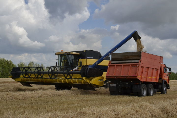 В Татарстане собрали четвертый миллион тонн зерна нового урожая