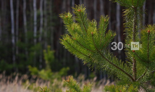 Лесники Республики Татарстан выполнили план по лесовосстановлению на четыре года раньше