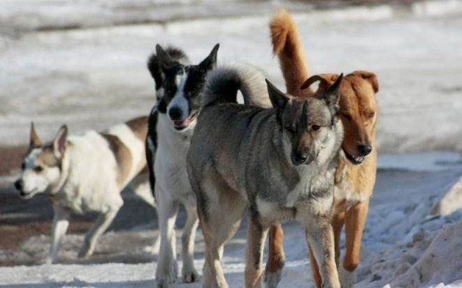 В Мензелинском районе организуется отлов бесхозных собак