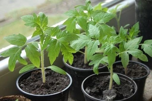 Как укрепить ствол и корни рассады помидоров – секретный рецепт
