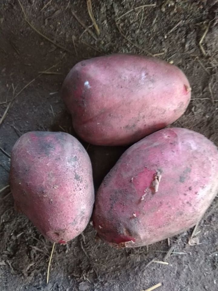 Что кладу в каждую лунку от проволочника во время посадки картофеля на огороде
