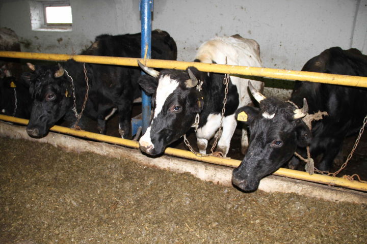 В Мензелинском районе увеличилось производство молока