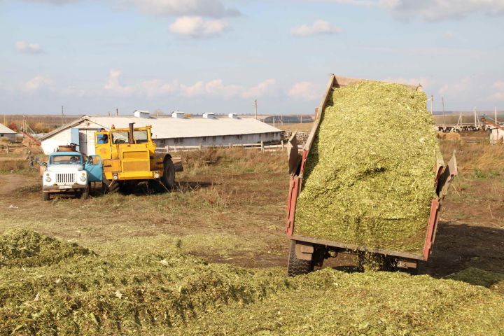 В Мензелинском районе на силос заложили более 7650 тонн кукурузы
