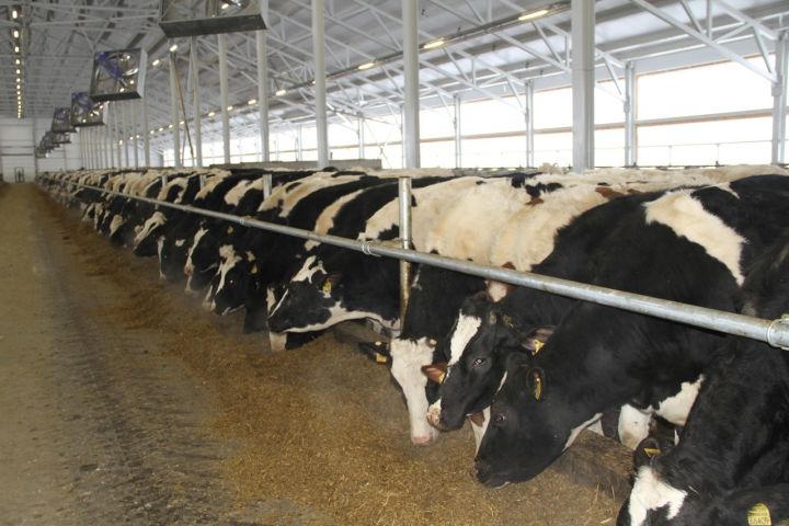 Мензелинский район занимает 5 место в республике по надою от каждой коровы