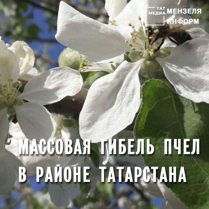 В Татарстане произошла массовая гибель пчел