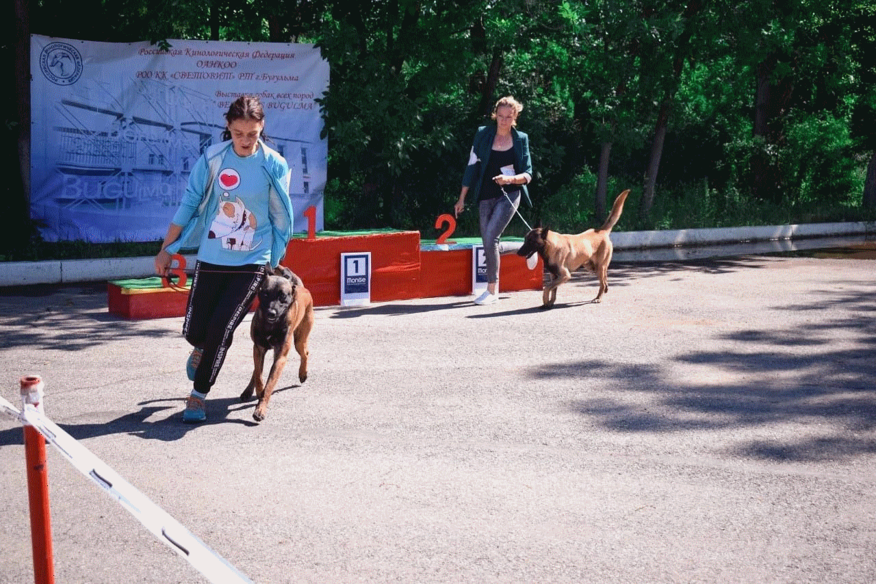 Питомцы мензелинцев достойно показали себя на выставке собак в Бугульме