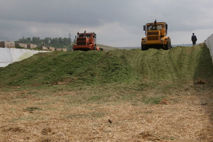Хозяйства Мензелинского района заложили 59 920 тонн сенажа