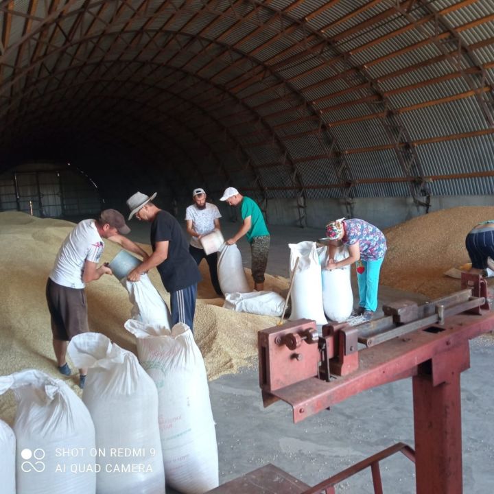 В Иркеняшском сельском поселении организовали выдачу зерна за паевые земли