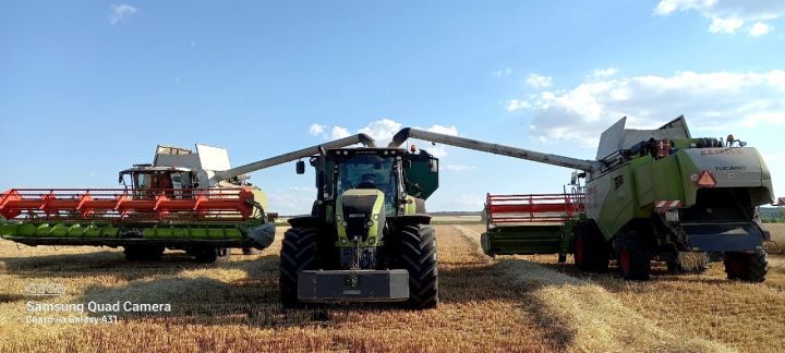На четырех полях ОСП «Мензелинское» урожайность озимой пшеницы превысила 60 ц/га