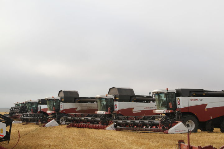 На зернотоки хозяйств Мензелинского района завезено более 13 тысяч тонн зерна