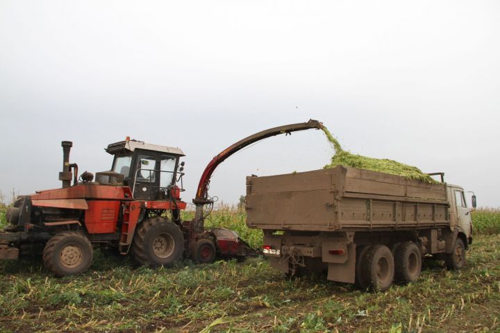 В Мензелинском районе продолжается закладка силоса из кукурузы
