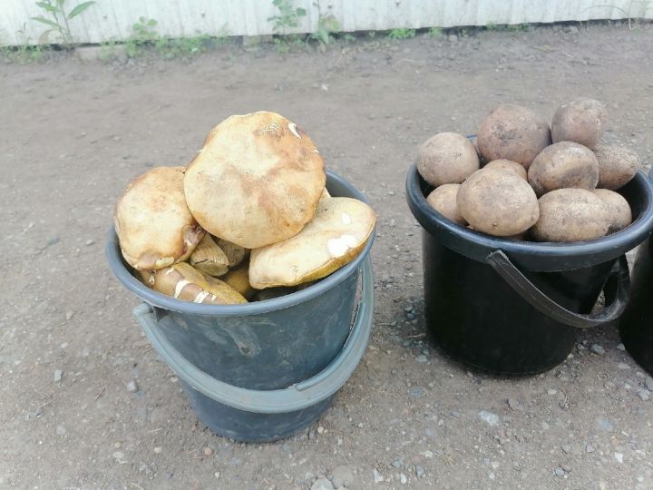 15 жителей Татарстана пострадали от отравления грибами