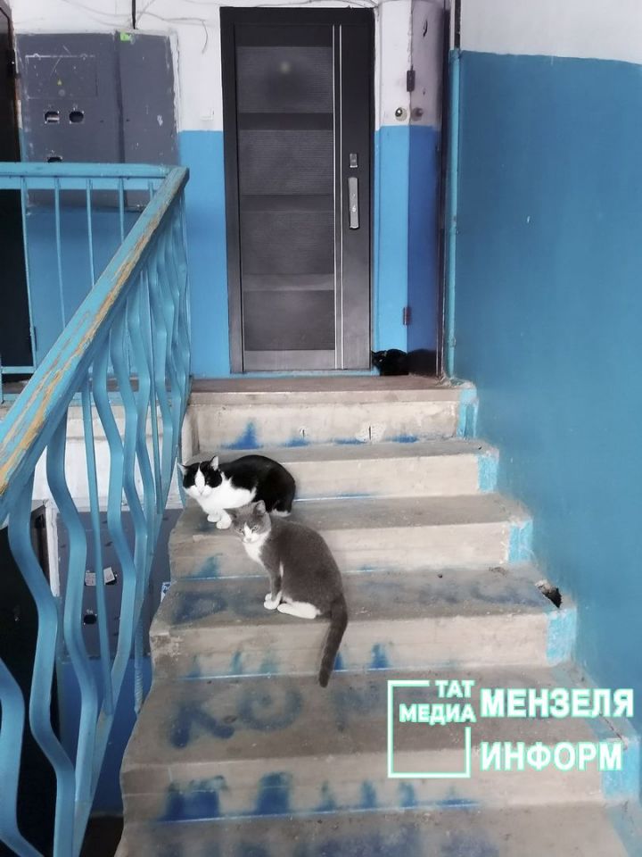 Подъезды с кошками в Мензелинске означают неуважение к соседям