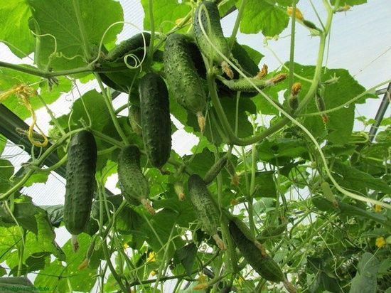 В Татарстане стабилизировались цены на продукты