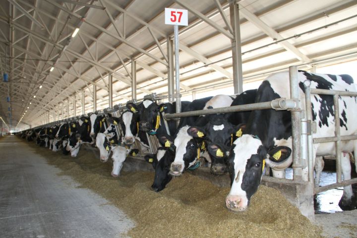 Мензелинский район входит в пятерку лучших в республике по среднему надою молока от коровы
