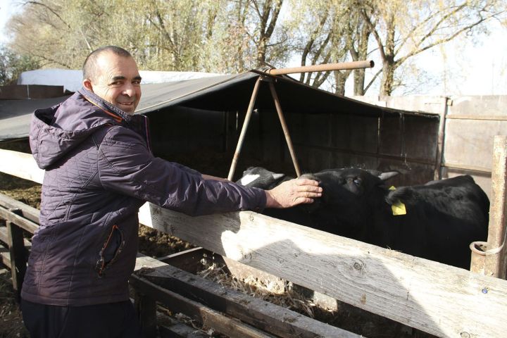 Калморзада яшәүче Рәҗәп Билалов үз хуҗалыгында 12 баш бозаулар асрый