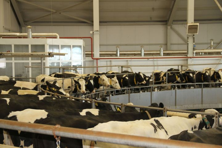 Производство молока в Мензелинском районе по сравнению с прошлым годом увеличилось на 114,5 тонны
