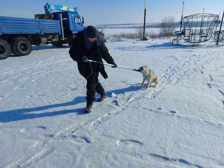 ООО «СПЕЦГРУПП+» систематически проводит отлов безнадзорных животных в Мензелинске
