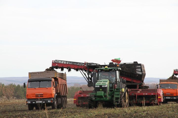 В Мензелинском районе началась и уборка сахарной свеклы