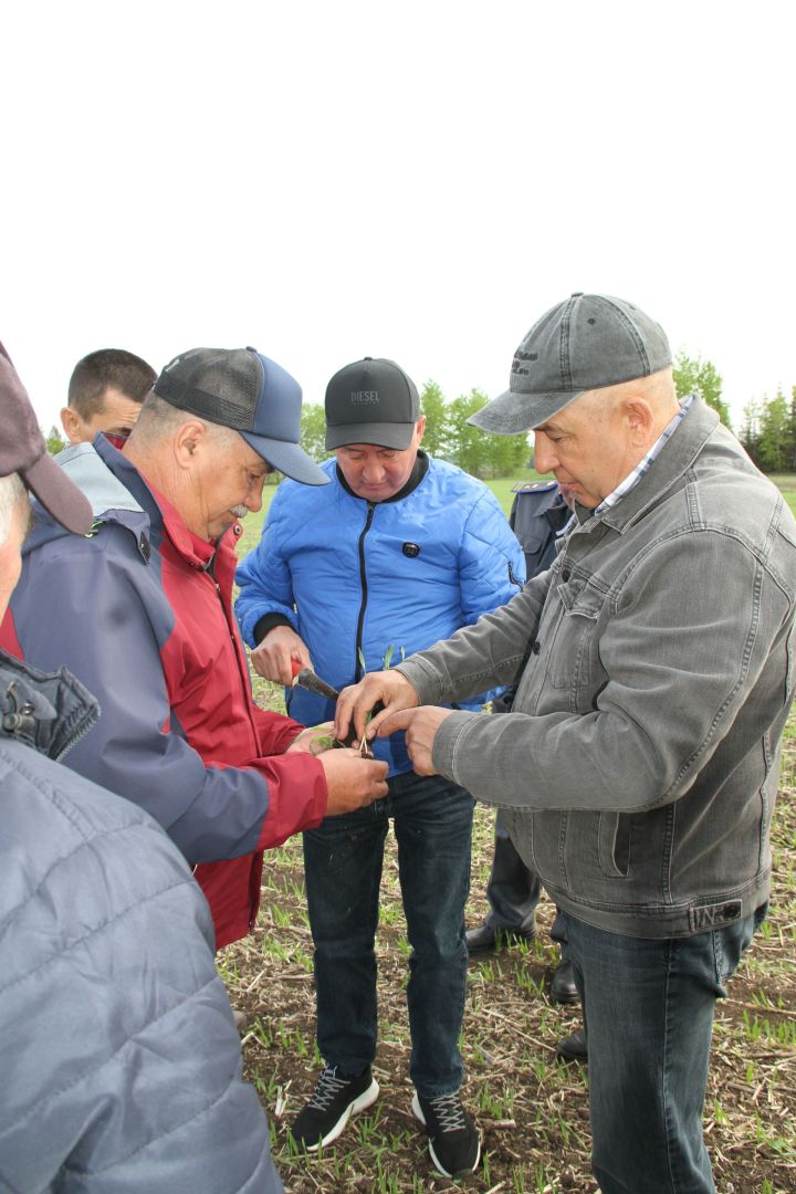Минзәлә районында 23657 гектар мәйданда чәчү эшләре башкарылган