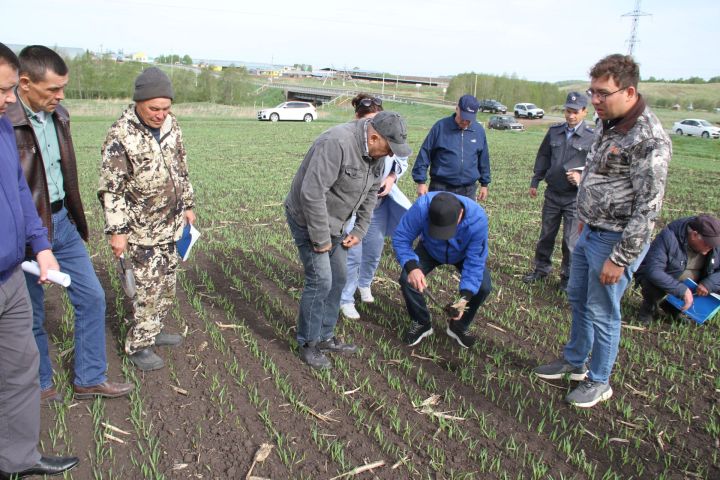 Минзәлә районында 23657 гектар мәйданда чәчү эшләре башкарылган