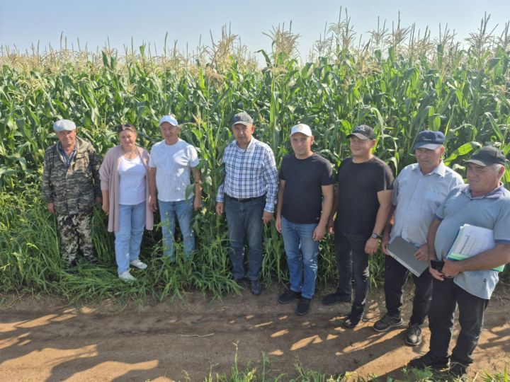 Минзәлә районы басуларында комбайннар гөрелтесе башланачак