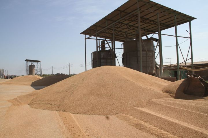 По состоянию на 6 августа в Мензелинском районе собрано 62 049,42 тонны зерна