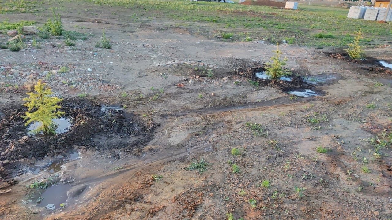В Мензелинском районе посажено более 28 тысяч саженцев деревьев