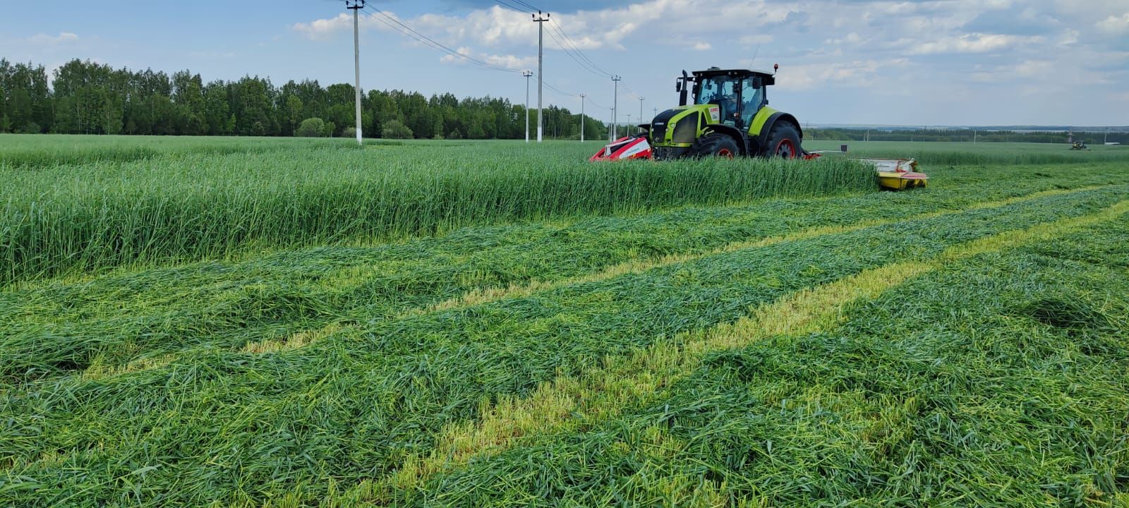 Сенаж салу дәвам итә
